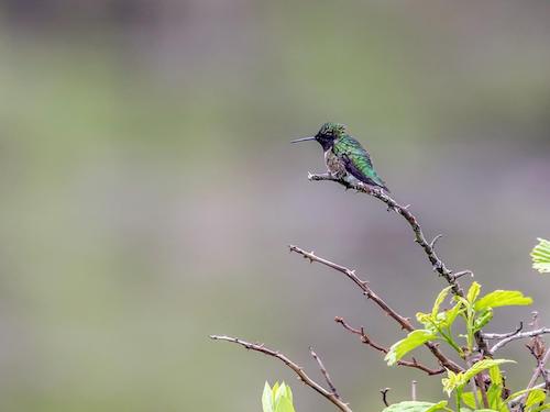 Hummingbird